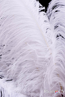 Autruche premium - 50-60 cm - blanc